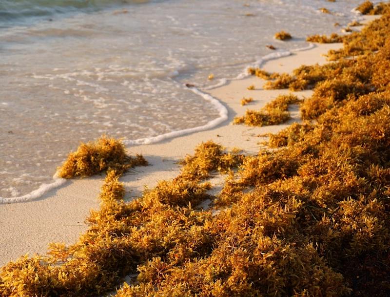 Golden sand beach invaded by sargassum