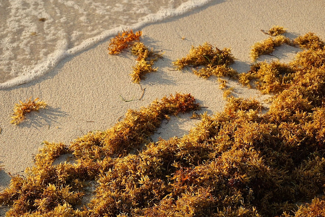 Fresh sargassum that has just settled on the sand