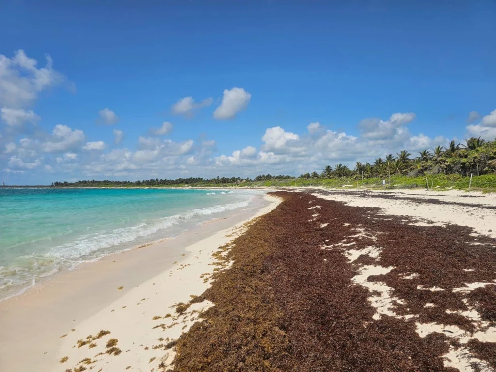 Beautiful white sand beach, but invaded by sargassum