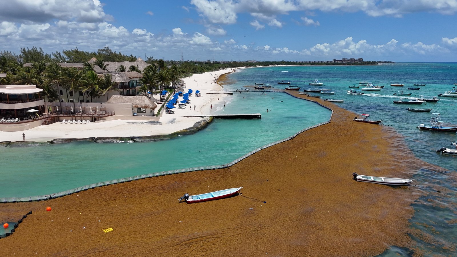 default Sargassum solutions by Sargassum Defense Consulting