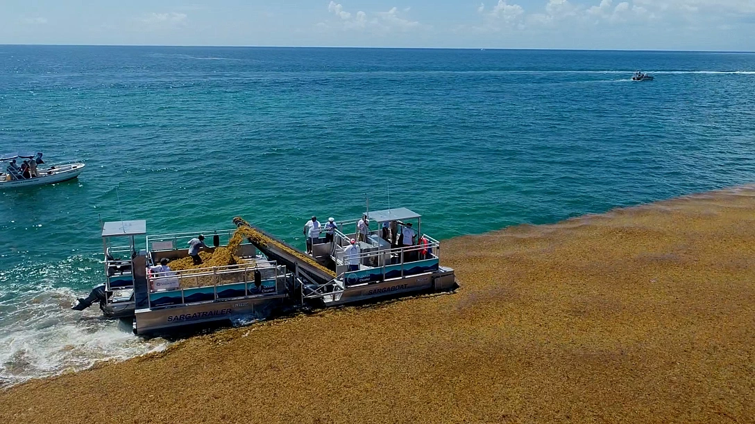 sargassum harvesting boat - Sargassum Defense Consulting