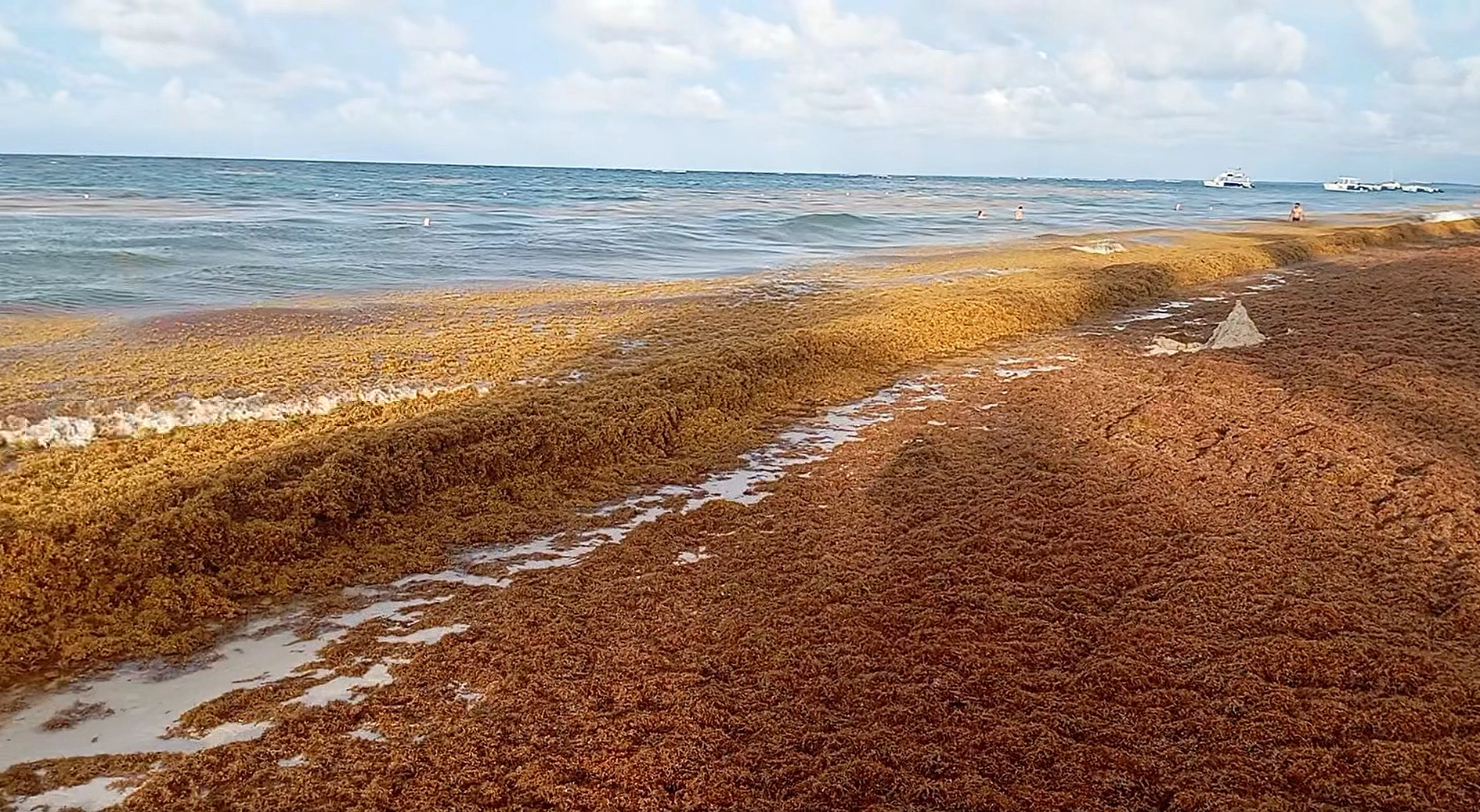 Sargassum solutions - Sargassum Defense Consulting