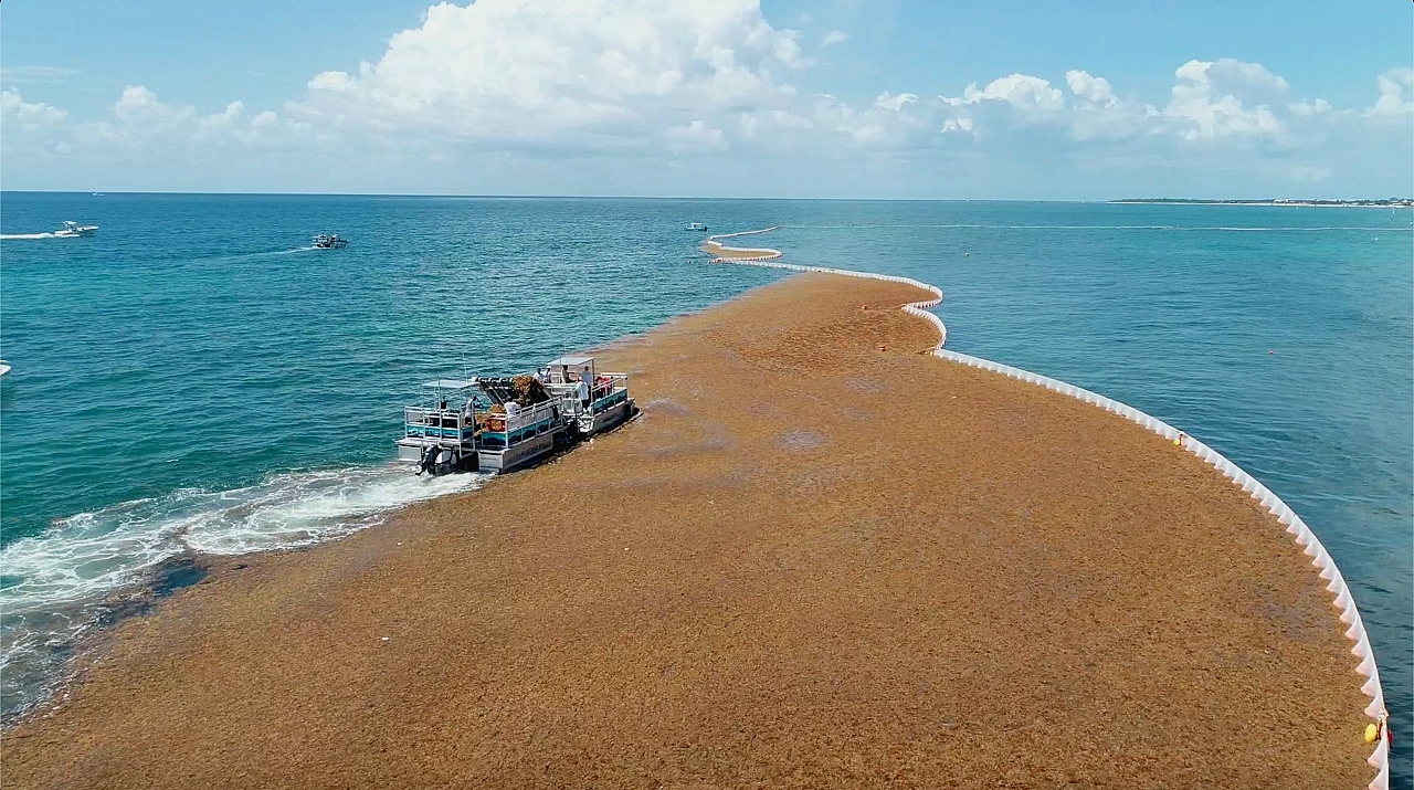 Sargassum-Floating-Booms-Sargassum-Defense-Consulting Sargassum blocked by our floating booms and collected by the Sargaboat